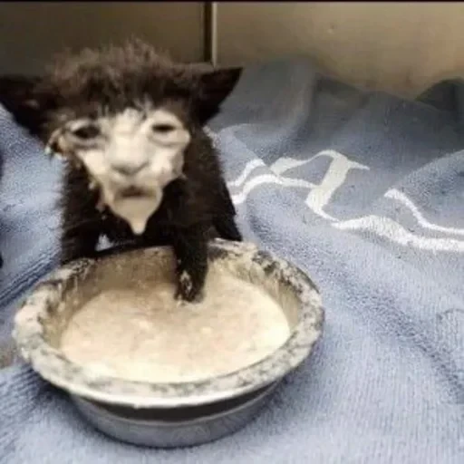 TikTok mem — 46