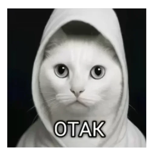 TikTok mem — 47