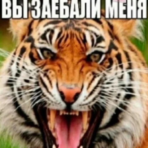 vall стікер пак 🤪😜😝 — 36