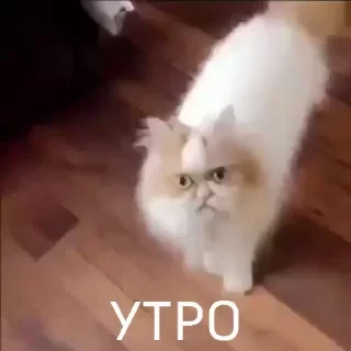 Вечные хиты — 12