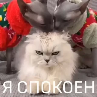 Вечные хиты — 24