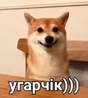 видеодоги — 1