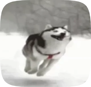 видеодоги — 14