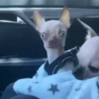 видеодоги — 17