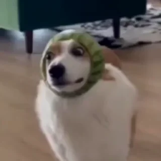видеодоги — 18