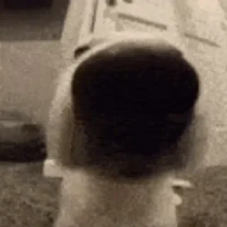видеодоги — 21