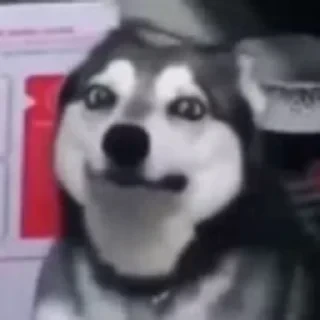 видеодоги — 4