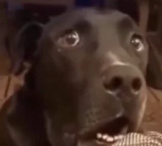 видеодоги — 8