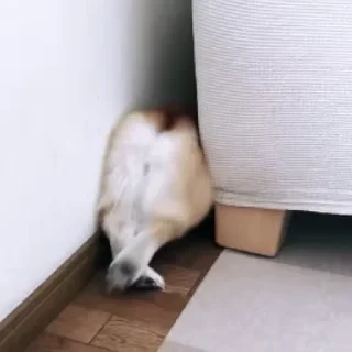 видеодоги — 9