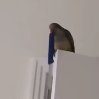 видеопопуги — 1