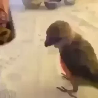 видеопопуги — 14