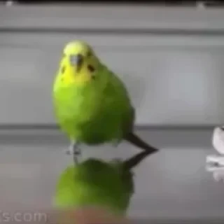 видеопопуги — 15