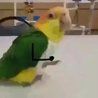 видеопопуги — 17