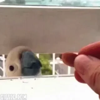 видеопопуги — 18