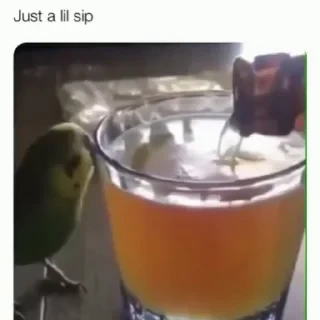 видеопопуги — 3