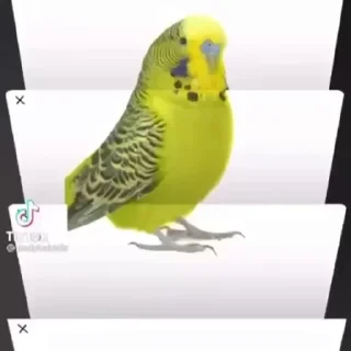 видеопопуги — 21