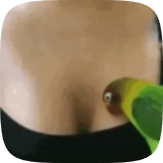 видеопопуги — 22