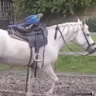 видеопопуги — 24