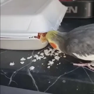 видеопопуги — 37