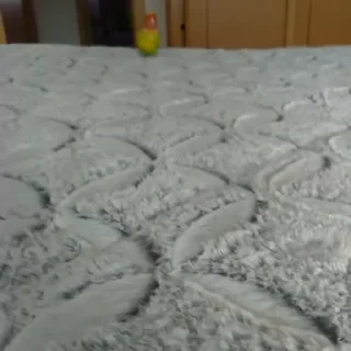 видеопопуги — 43