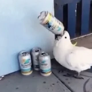 видеопопуги — 6