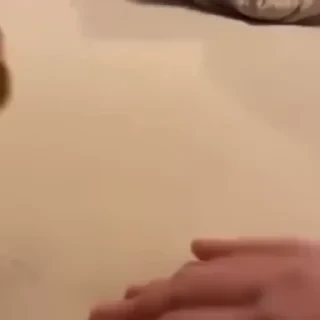 видеопопуги — 7