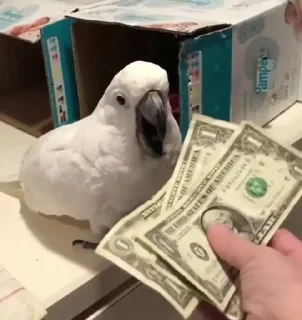 видеопопуги — 8