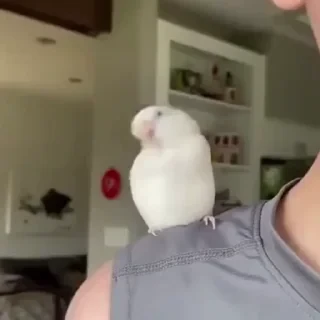 видеопопуги — 9