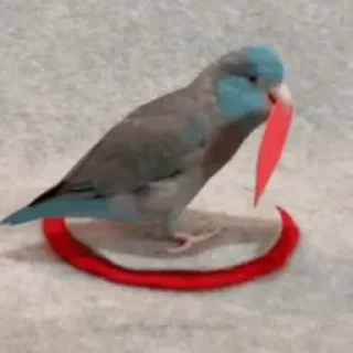 видеопопуги — 10
