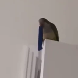 видеопопуги