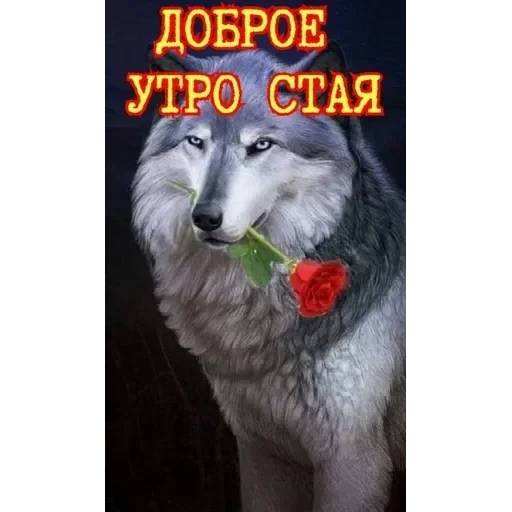 VOLK — 13