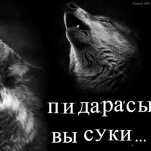 VOLK — 19