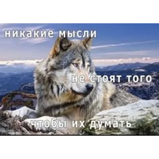 VOLK — 3