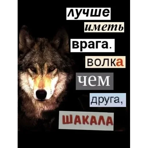 VOLK — 30