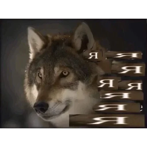 VOLK — 4