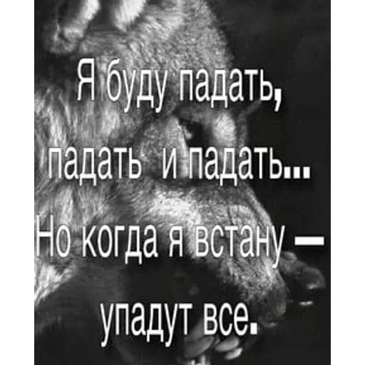 VOLK — 33