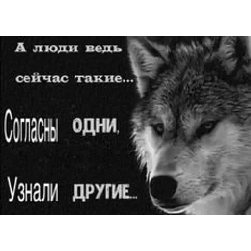 VOLK — 48