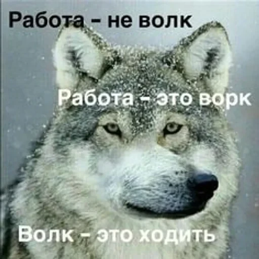 VOLK — 56