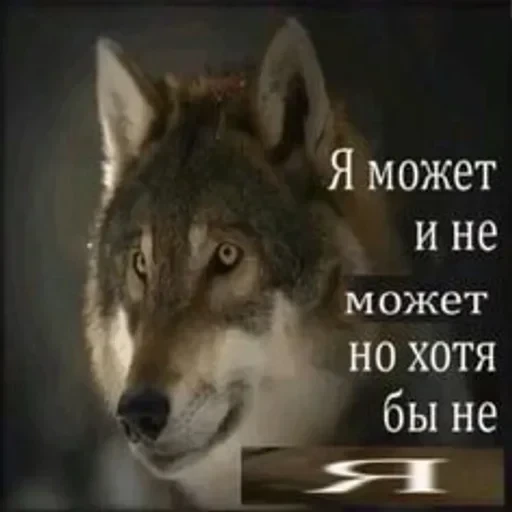 VOLK — 10