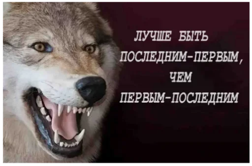 Волки — 1