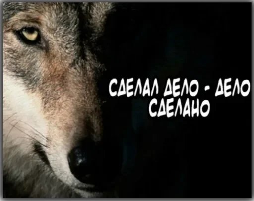 Волки — 11