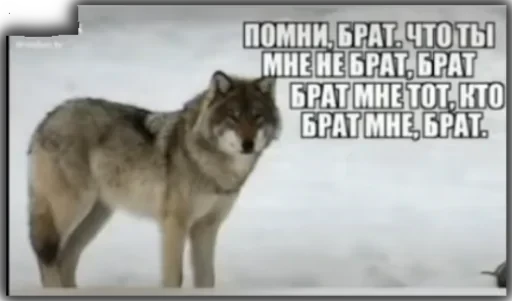 Волки — 13