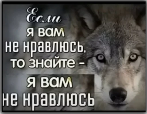 Волки — 14