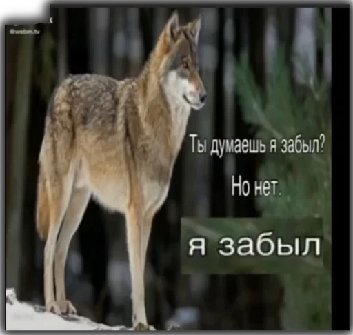 Волки — 15
