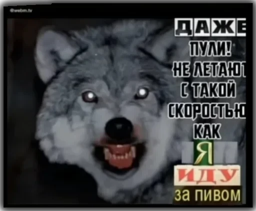 Волки — 16