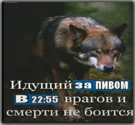 Волки — 17