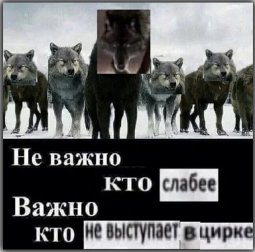 Волки — 18