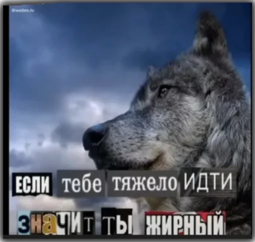 Волки — 19