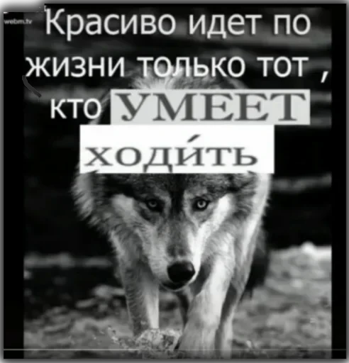 Волки — 20
