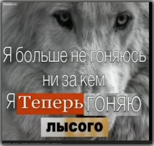 Волки — 21